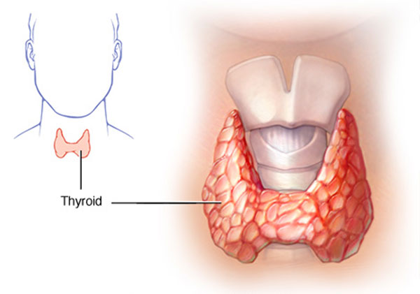 Thyroid Gland Problems